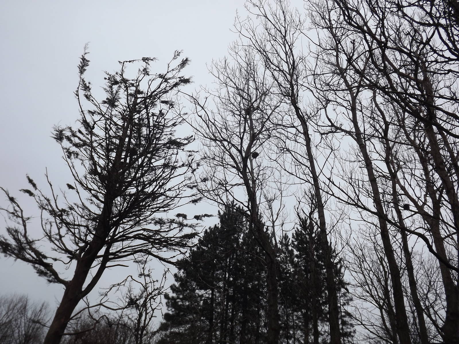 Spot the Porcupine! at Blackpool Zoo 11/03/12