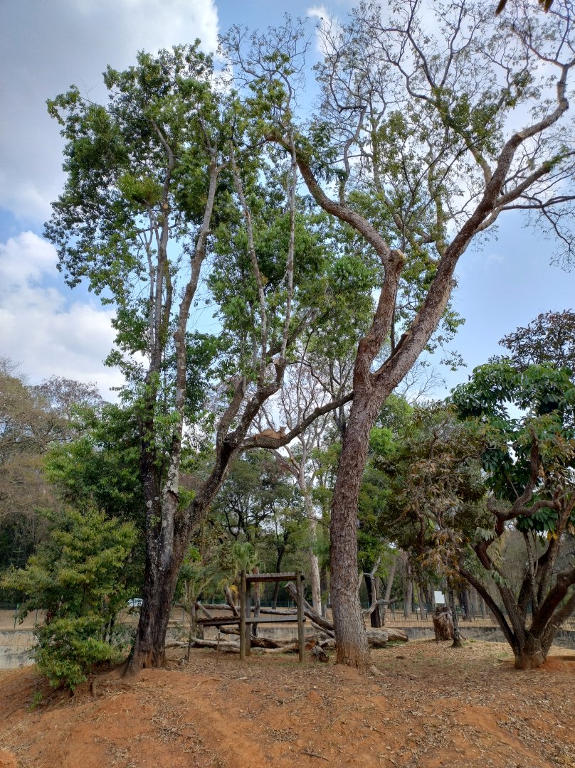 Spot the puma - Belo Horizonte zoo