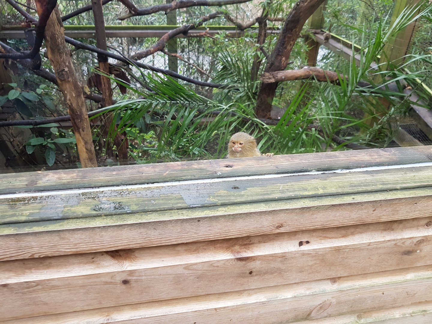 Spot the Pygmy Marmoset - Shaldon Wildlife Trust - January, 2017