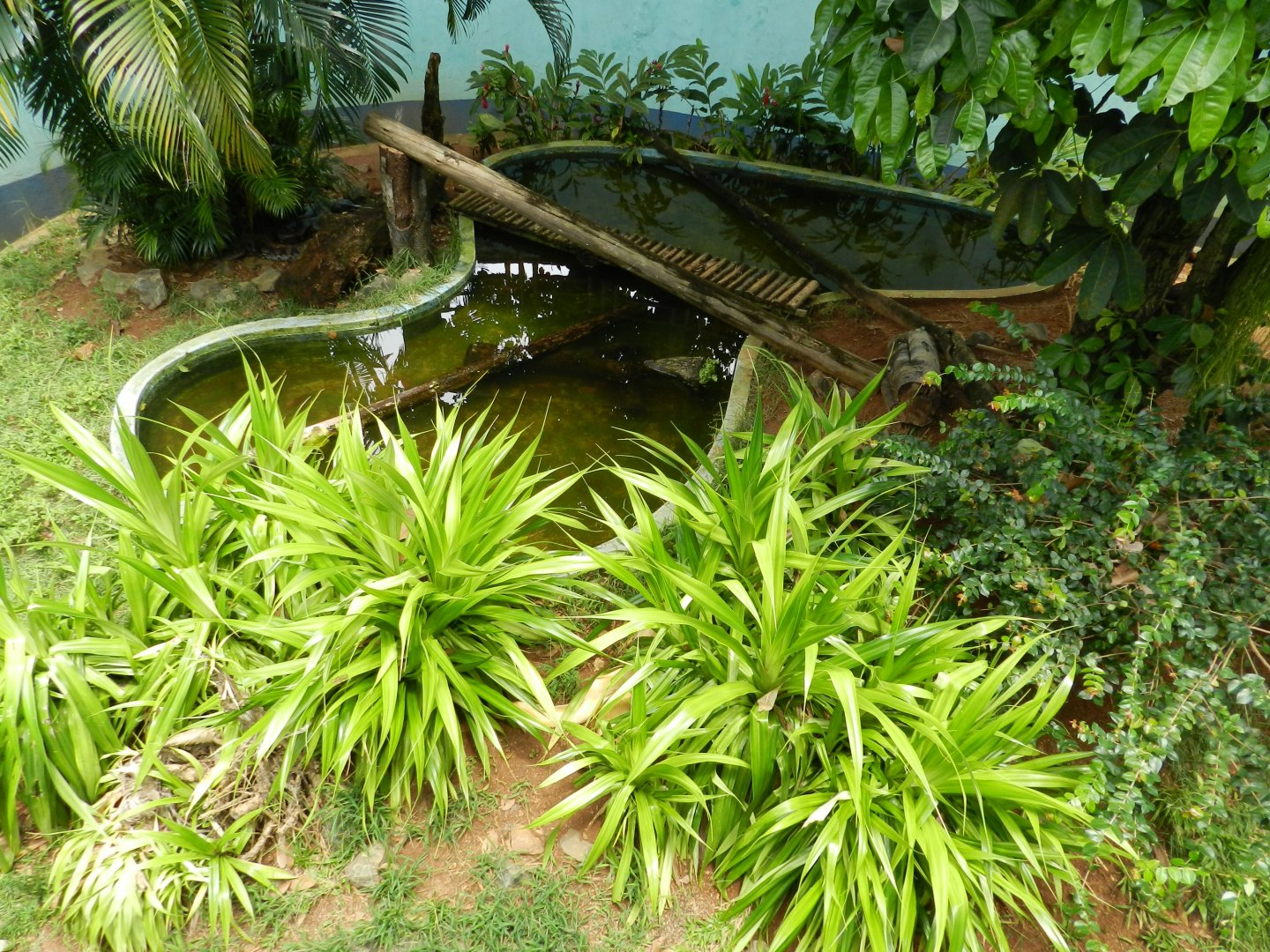 Spot the pythons - Salvador zoo (PZGV)