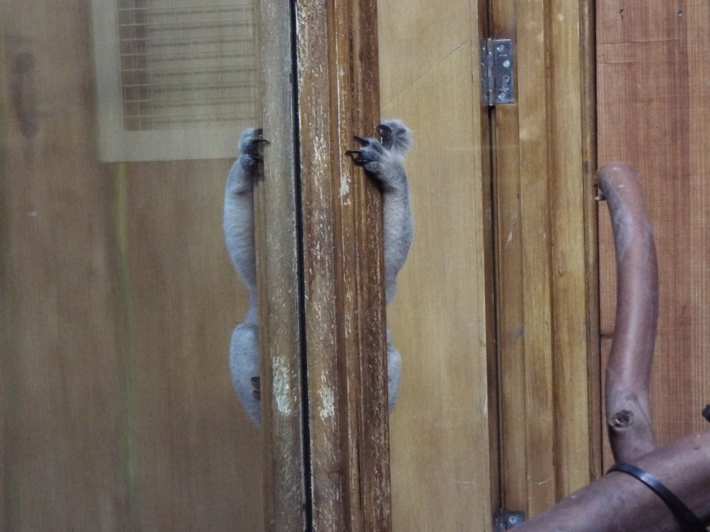 Spot the Queensland Koala, Part 1