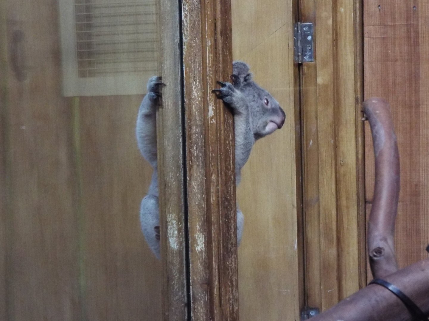 Spot the Queensland Koala, Part 2