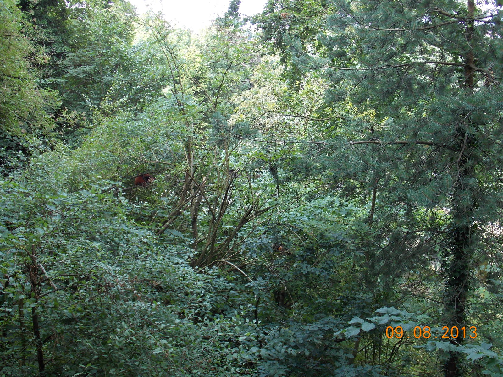 Spot the Red Panda