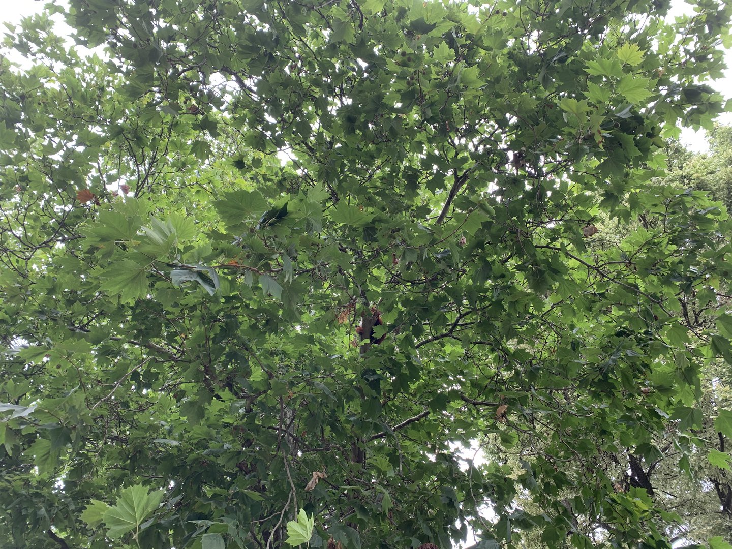 Spot the Red Panda