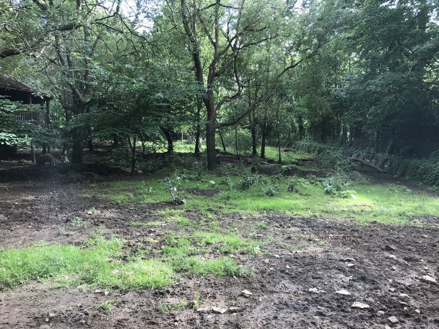 Spot the red river hog