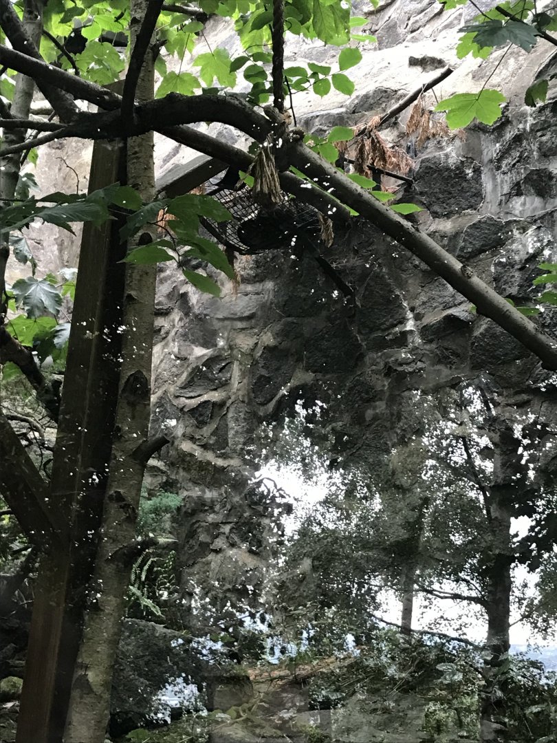 Spot the Scottish wildcat