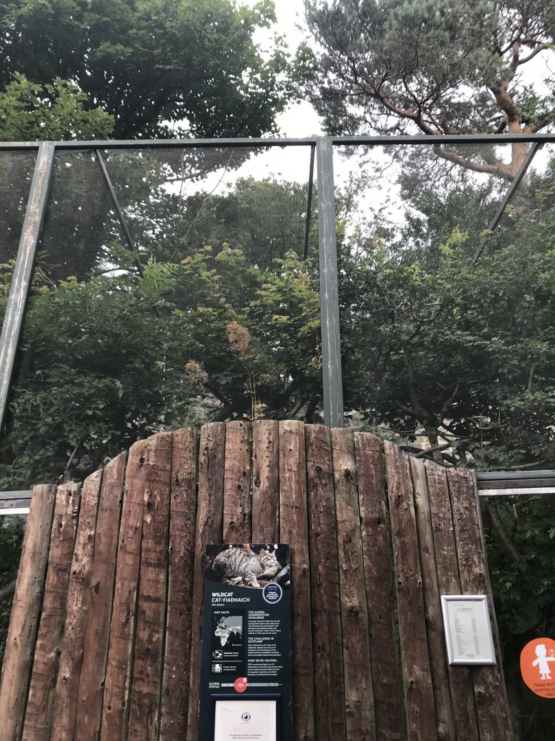 Spot the Scottish wildcat