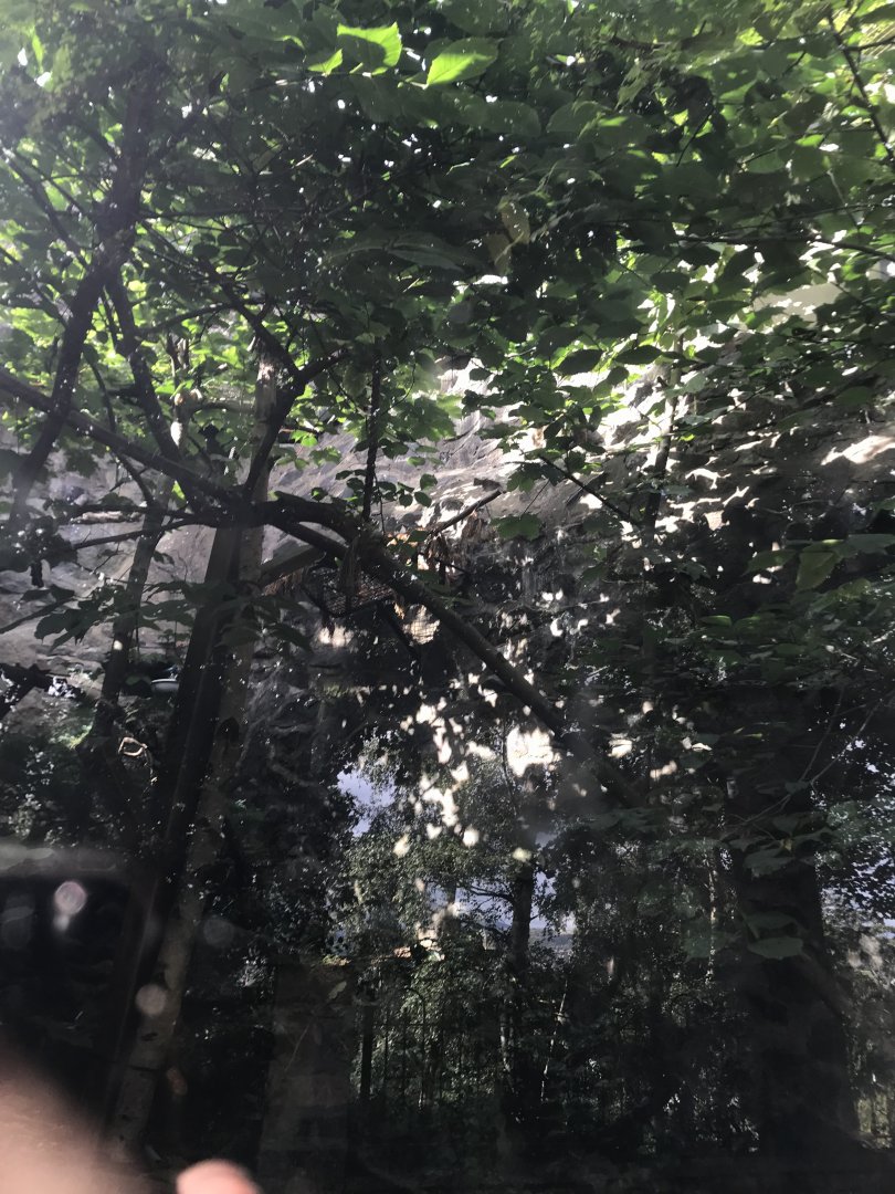 Spot the Scottish wildcat