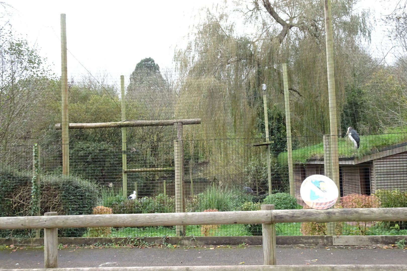 Spot the species, November 2017