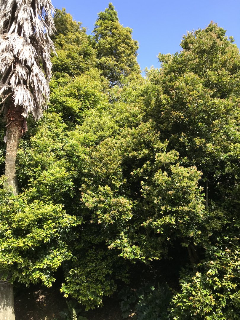 Spot the Squirrel Monkey