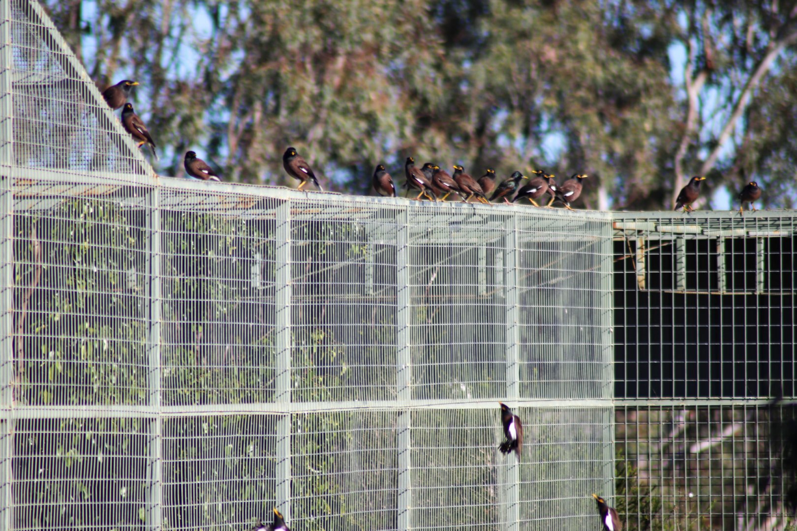 Spot the Starling - July 2020