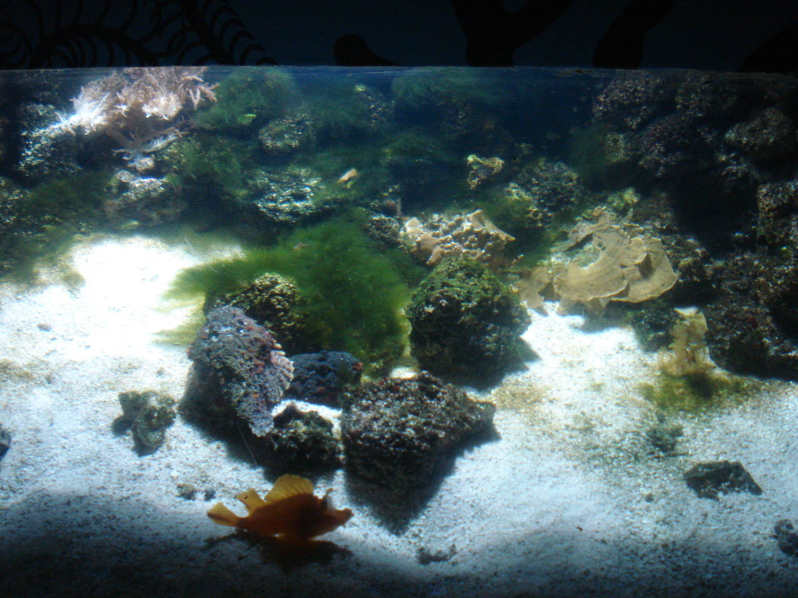 Spot the stonefish, 02/05/2009