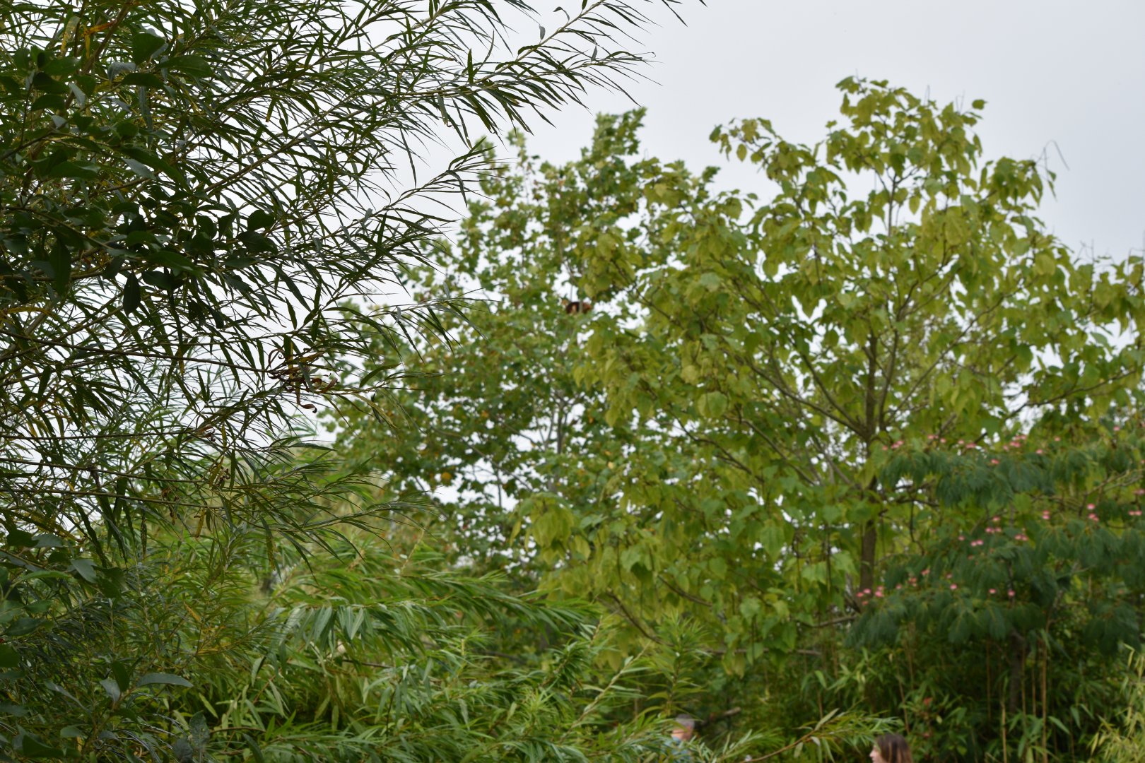 Spot the tree-kangaroo!