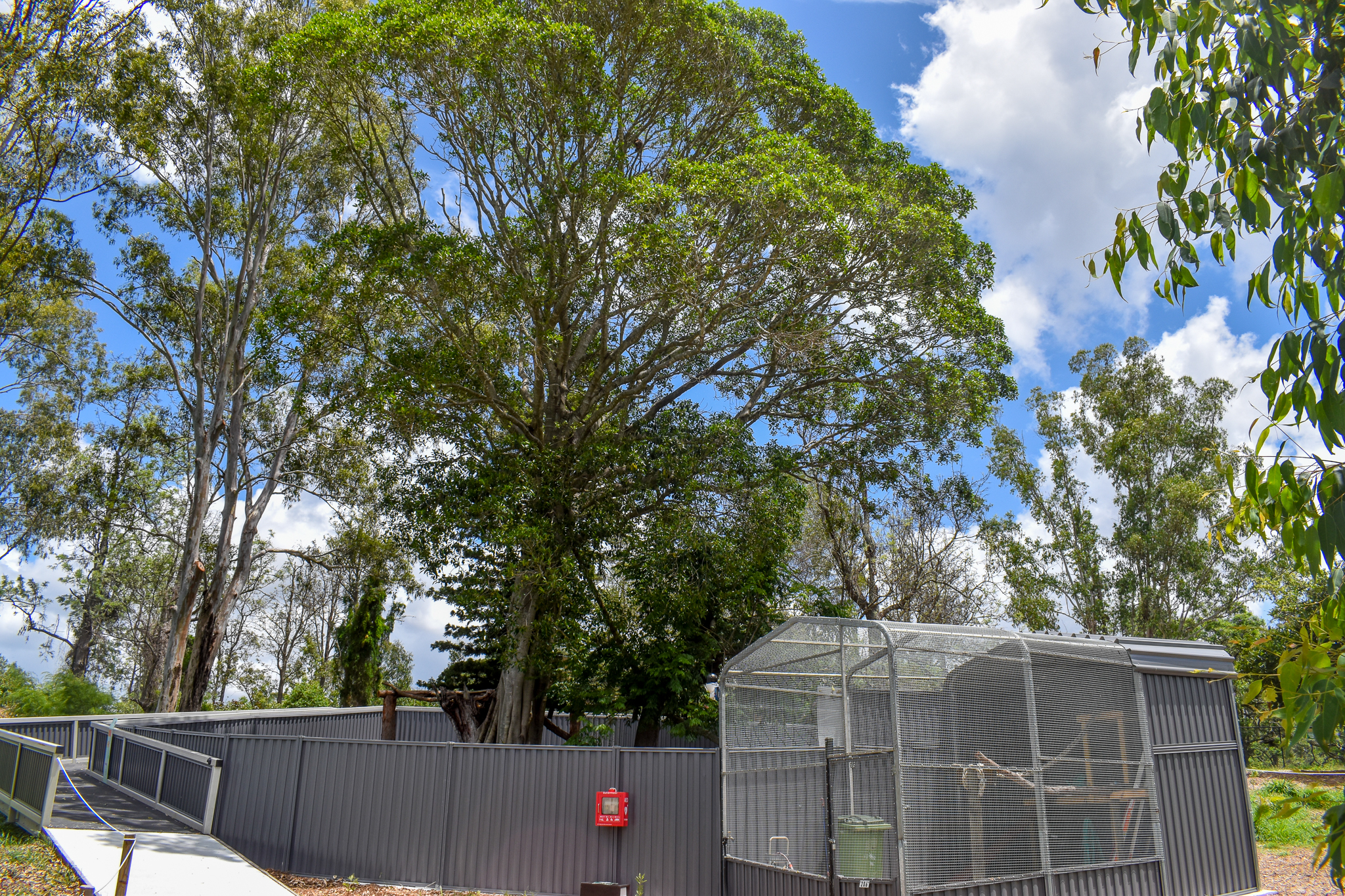 Spot the tree-roo!  - New Lumholtz's Tree Kangaroo Enclosure