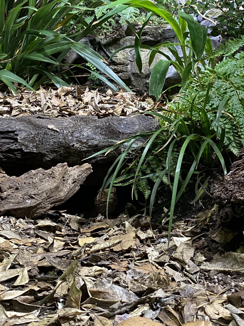 Spot the Tuatara