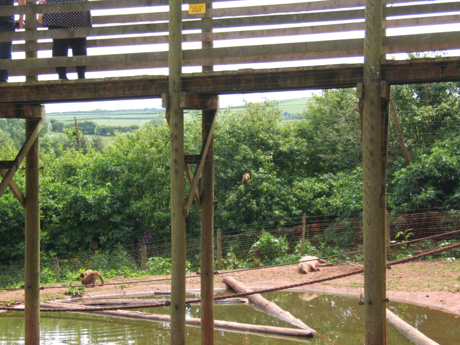 Spot the Tufted Capuchin???