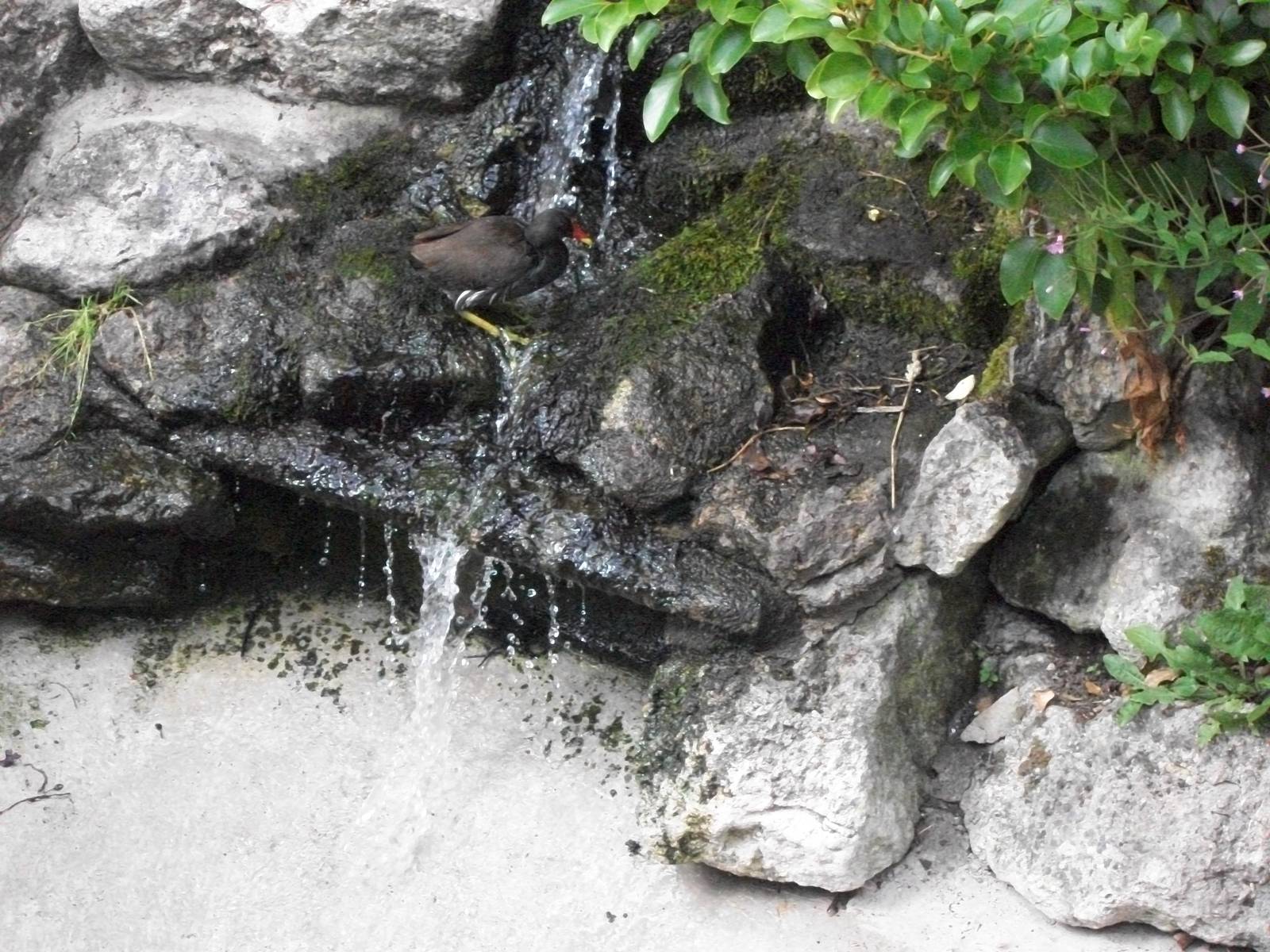 Spot the two Moorhens, 5th July 2014