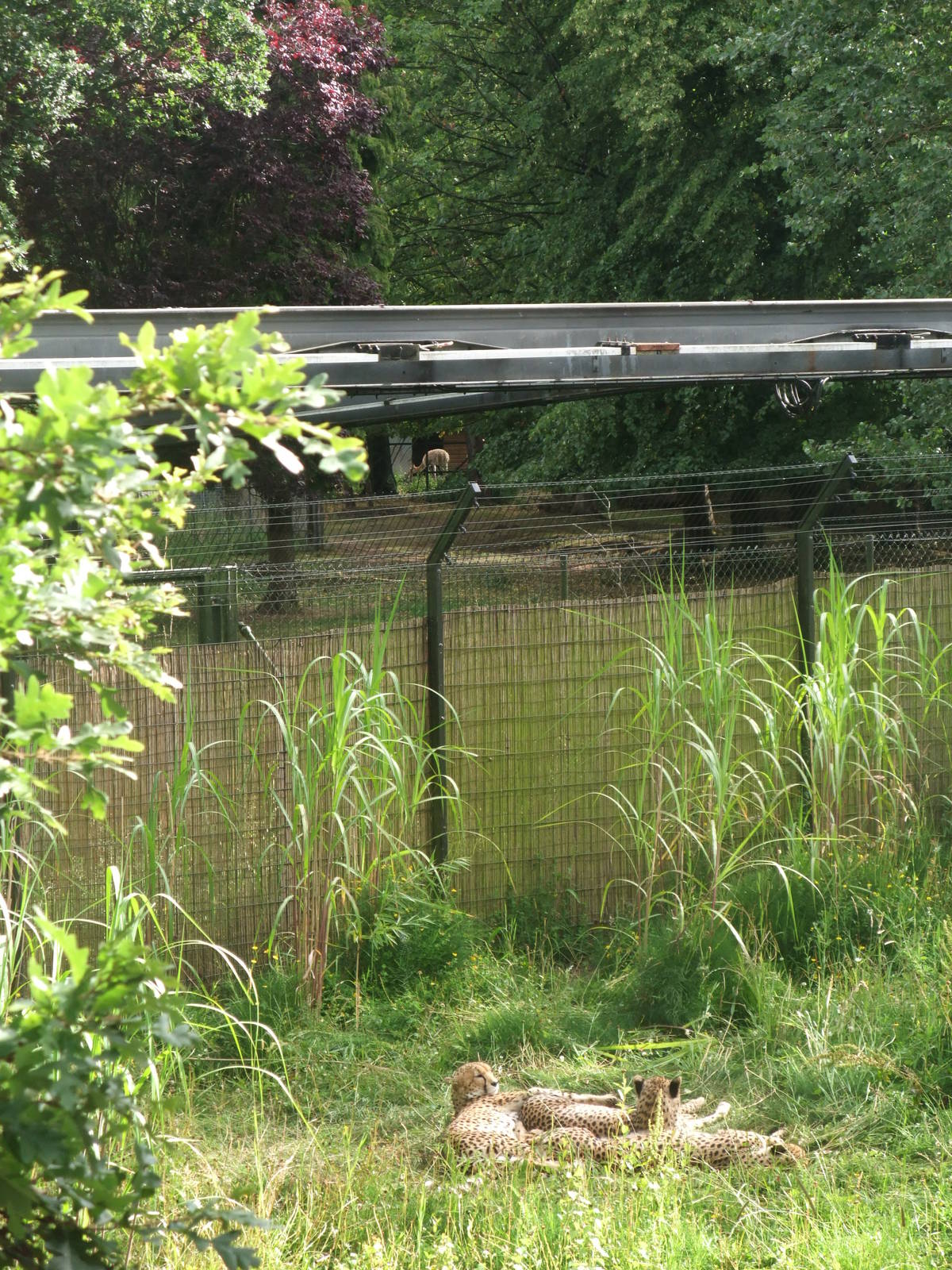 Spot the Ungulate at Chester, 16/07/11
