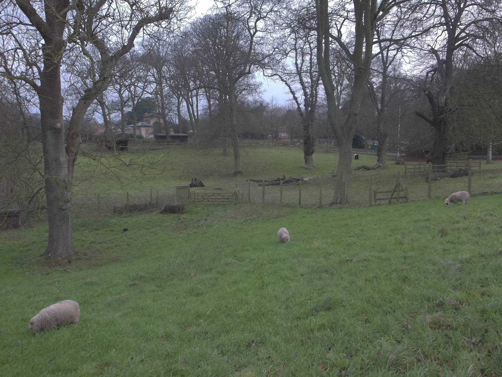 Spot the ungulates, 30th November 2014