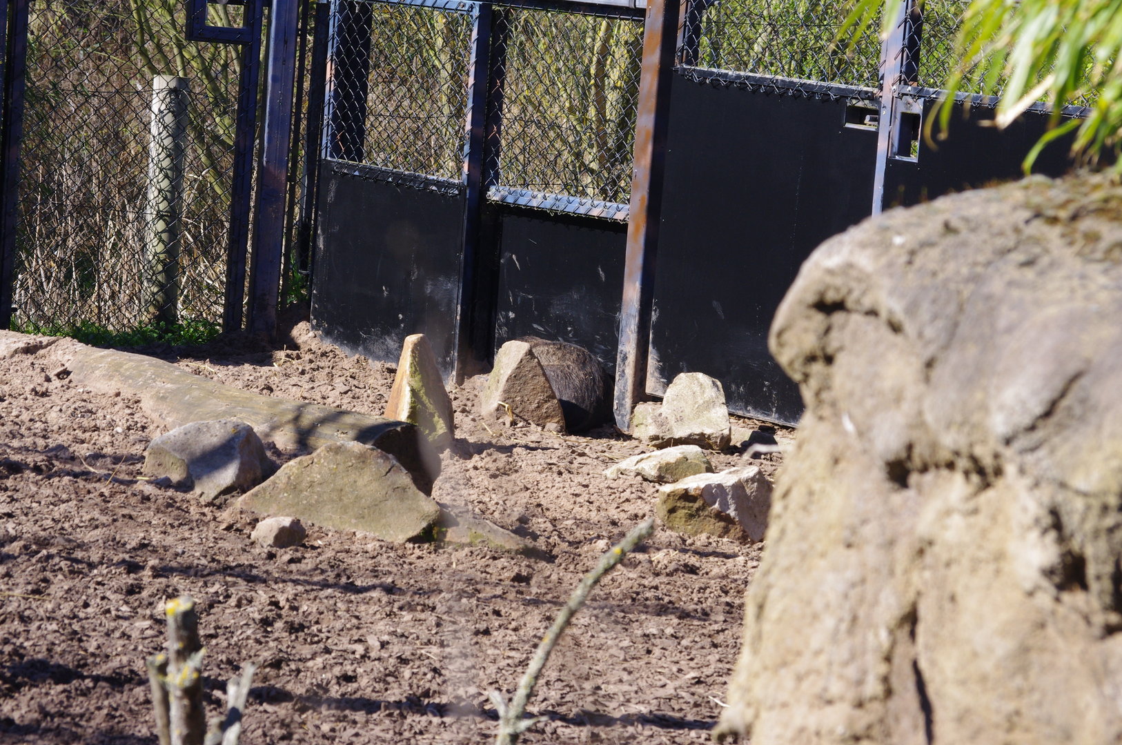 Spot the Visayan Warty Pig- Chester Zoo 4/4/2023