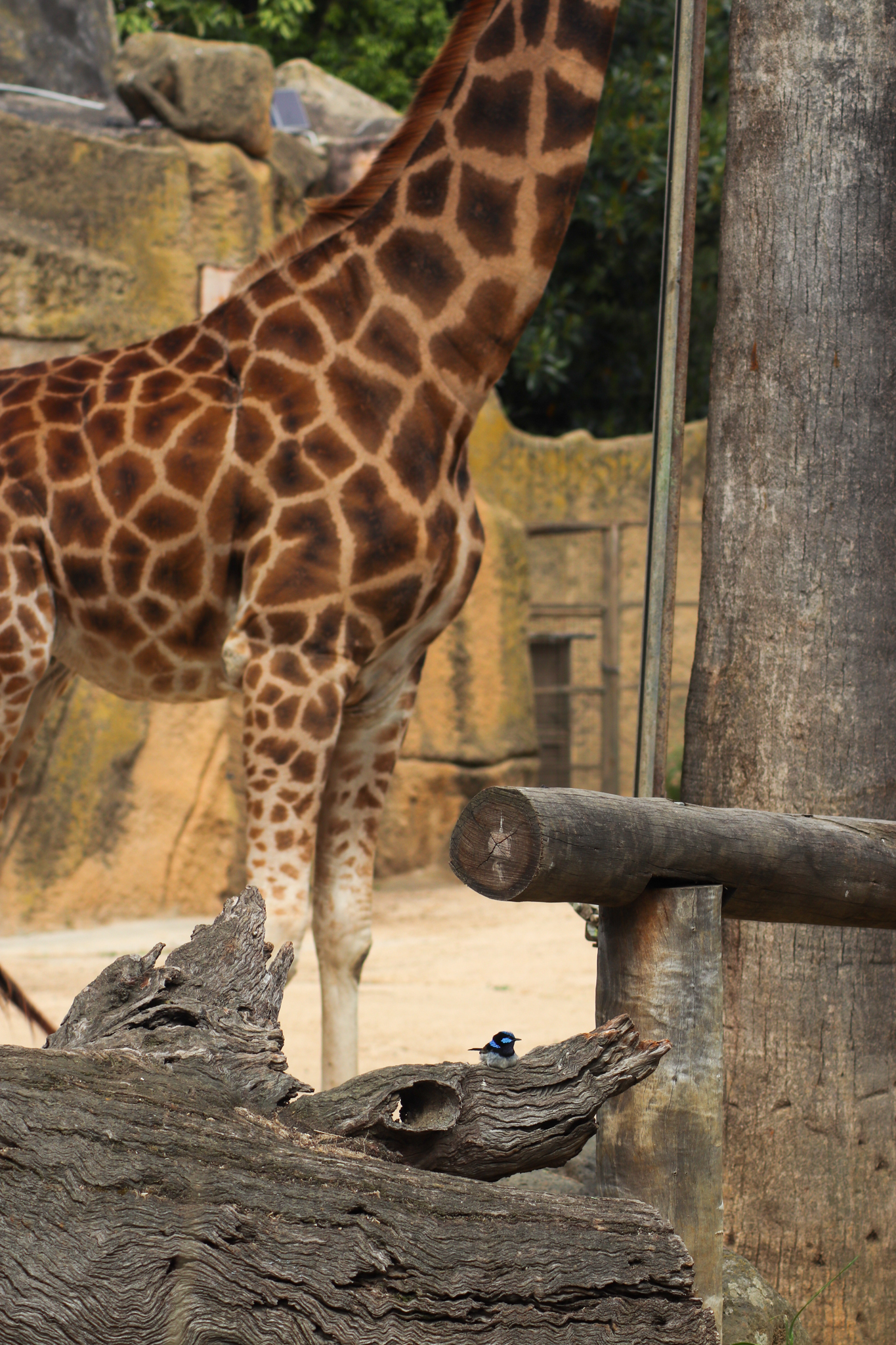 Spot the Wild Fairy Wren