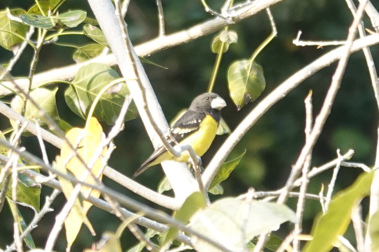 Spot-winged Grosbeak