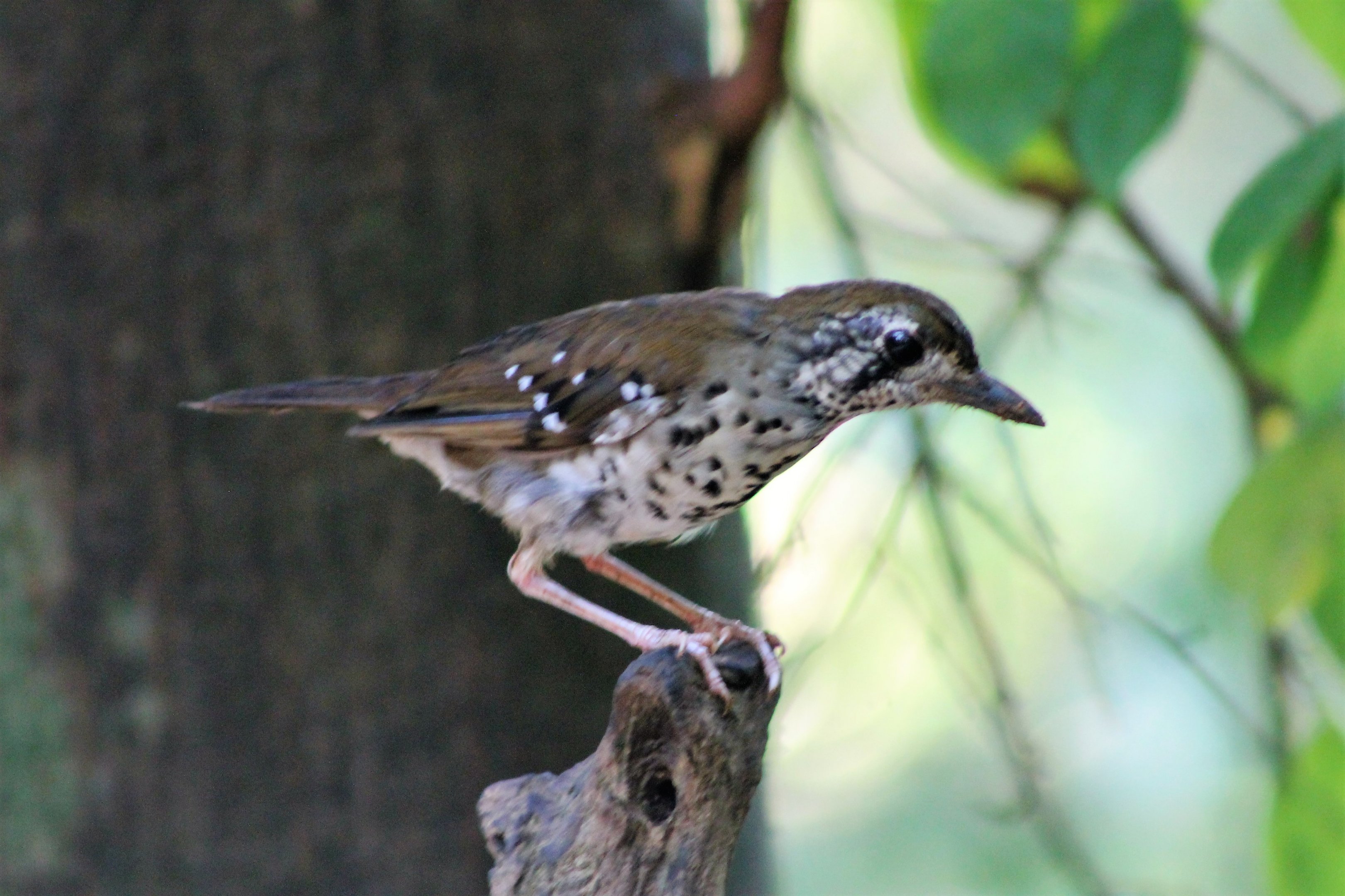 Spot-winged Thrush (Zoothera spiloptera)