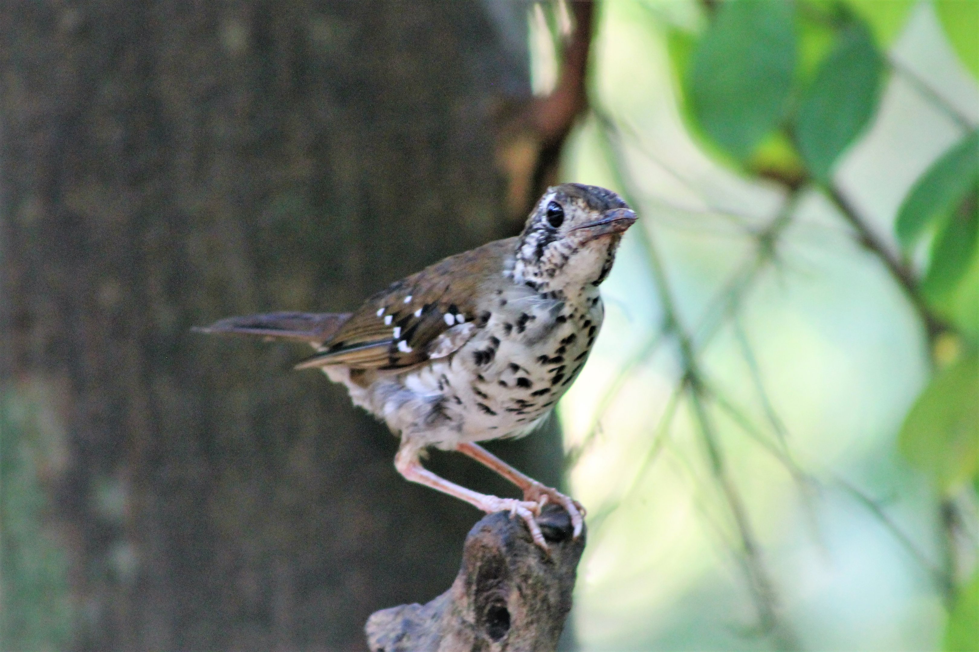 Spot-winged Thrush (Zoothera spiloptera)