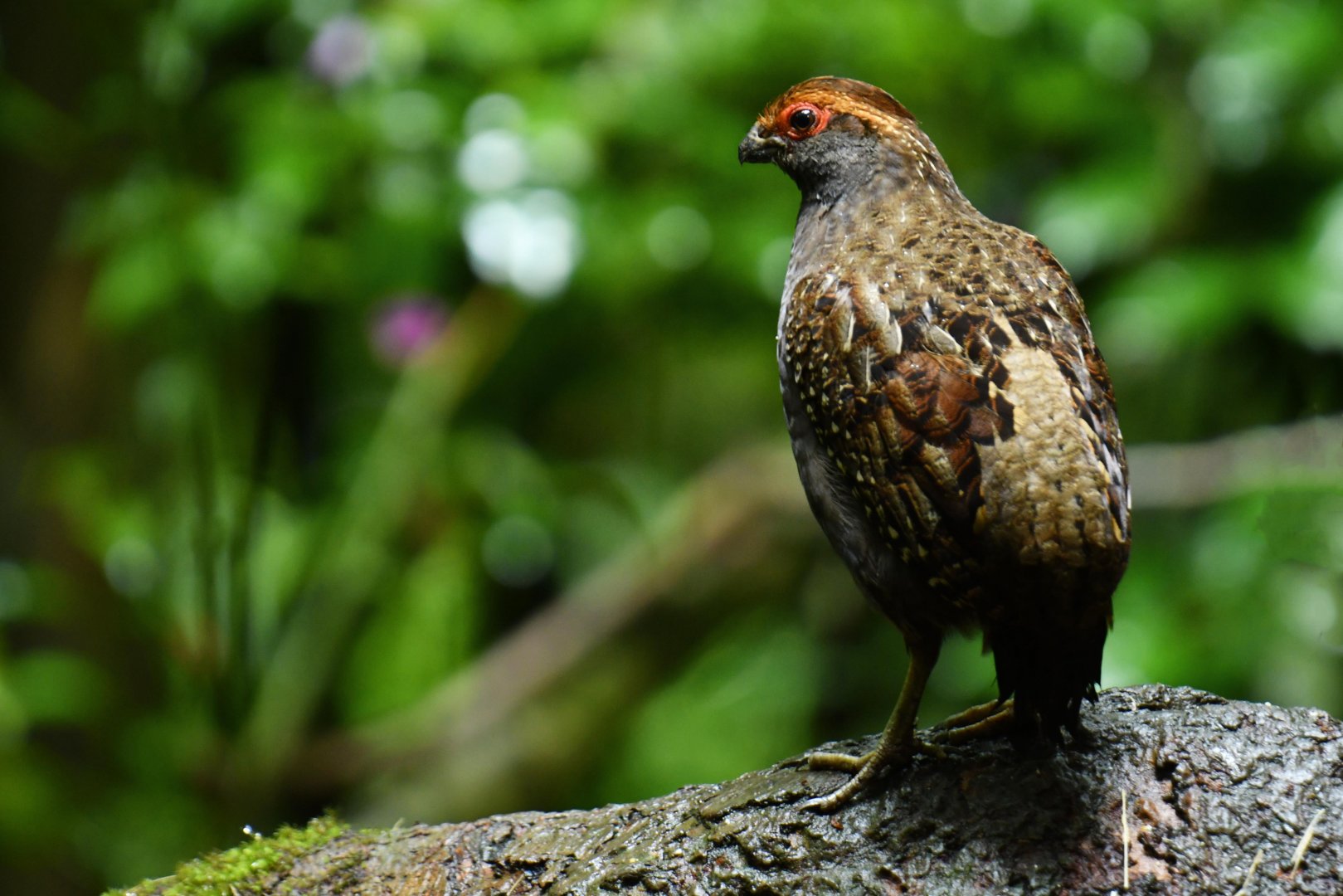 Spot-winged Wood Quail (Odontophorus capueira)