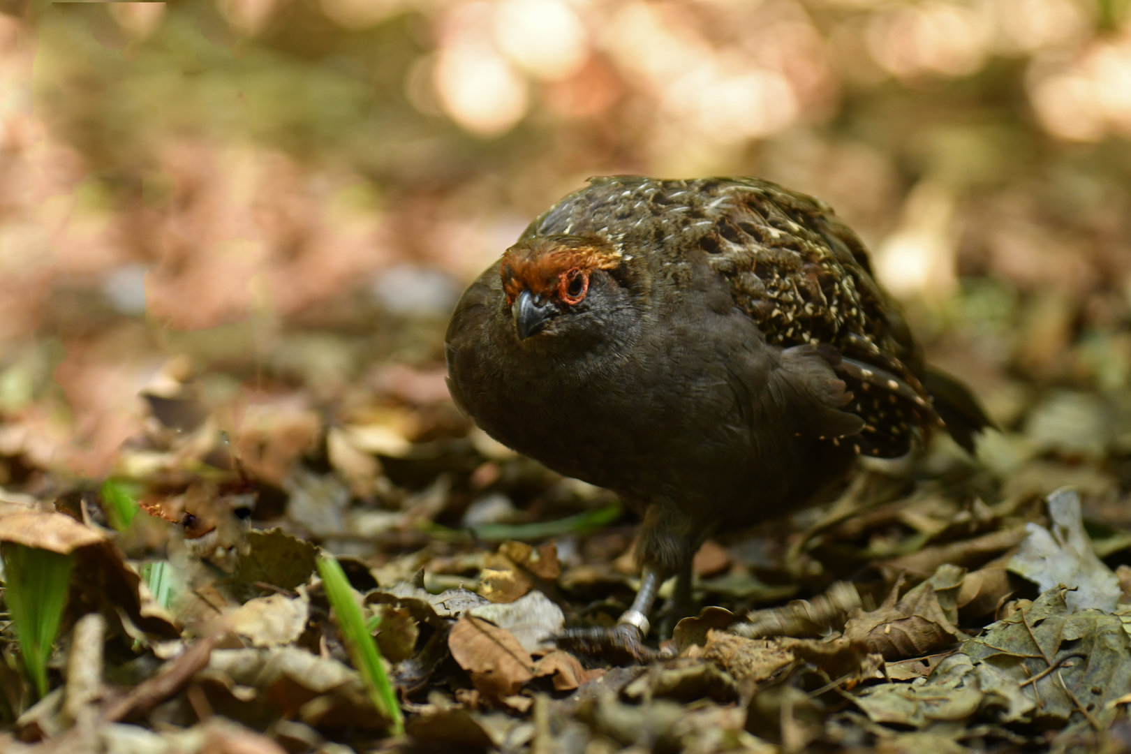 Spot-winged Wood-Quail Odontophorus capueira
