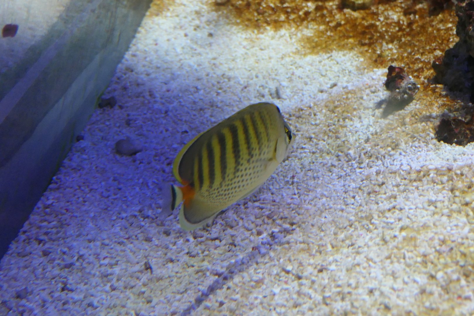 Spotband Butterflyfish (Chaetodon punctatofasciatus)