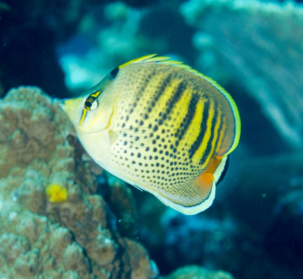 Spotbanded Butterflyfish