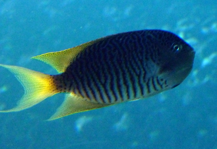 Spotbreast angelfish (Genicanthus melanospilos) male