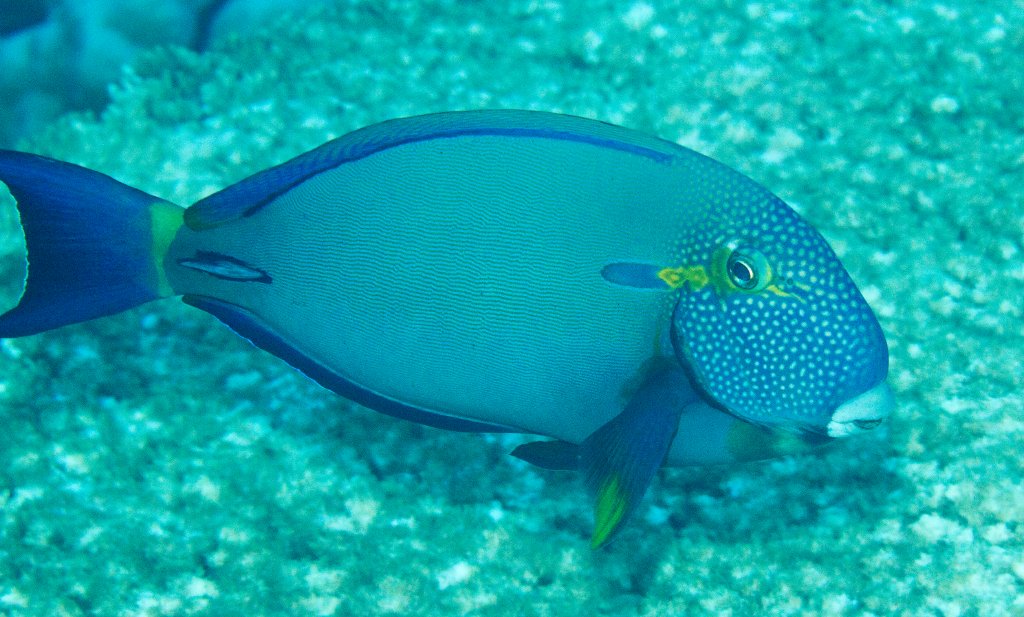 Spotface Surgeonfish