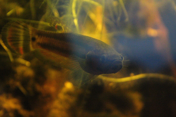 Spotfin betta (Betta macrostoma)