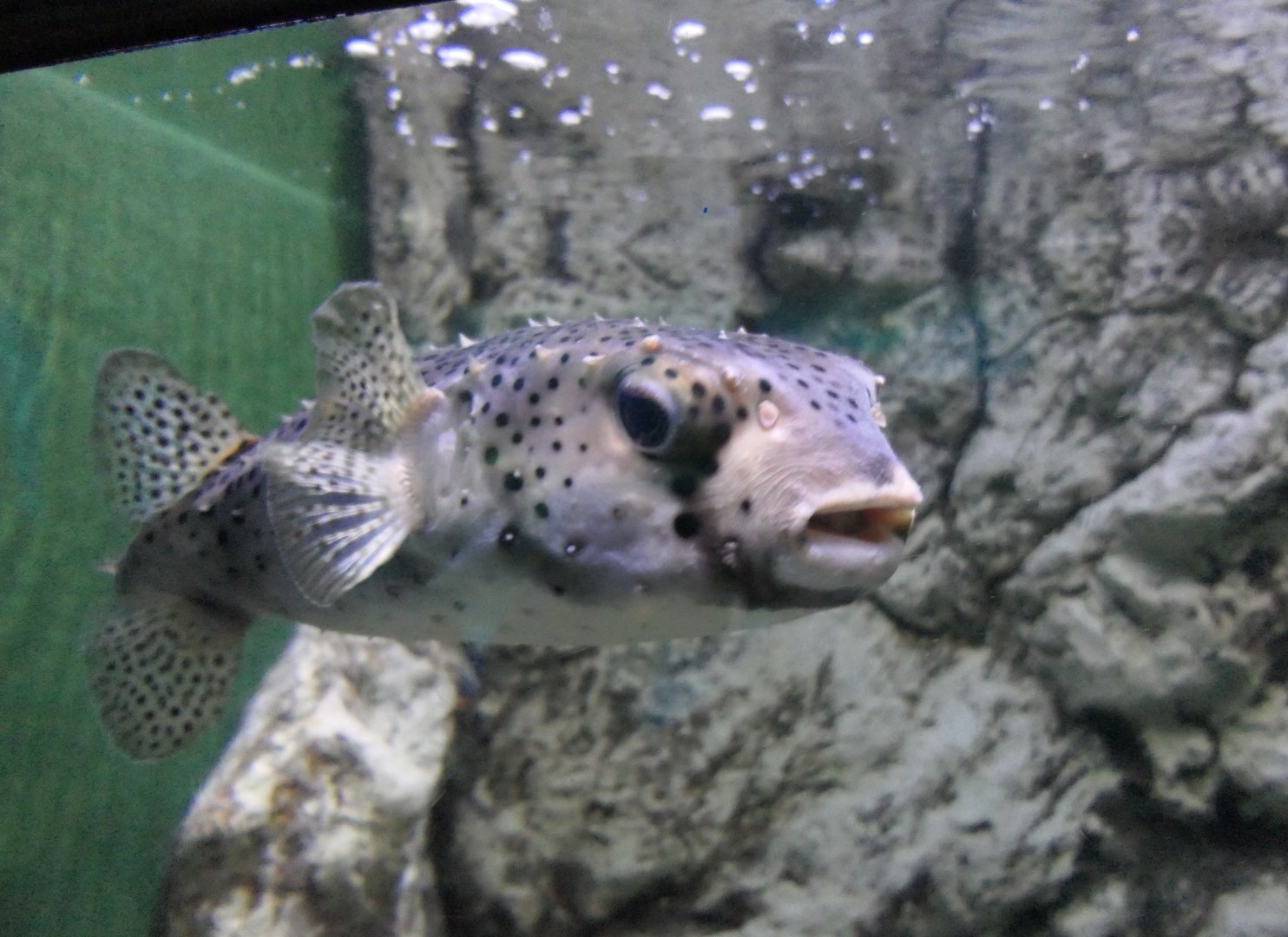 Spotfin Burrfish (Chilomycterus reticulatus) - Uozu Aquarium