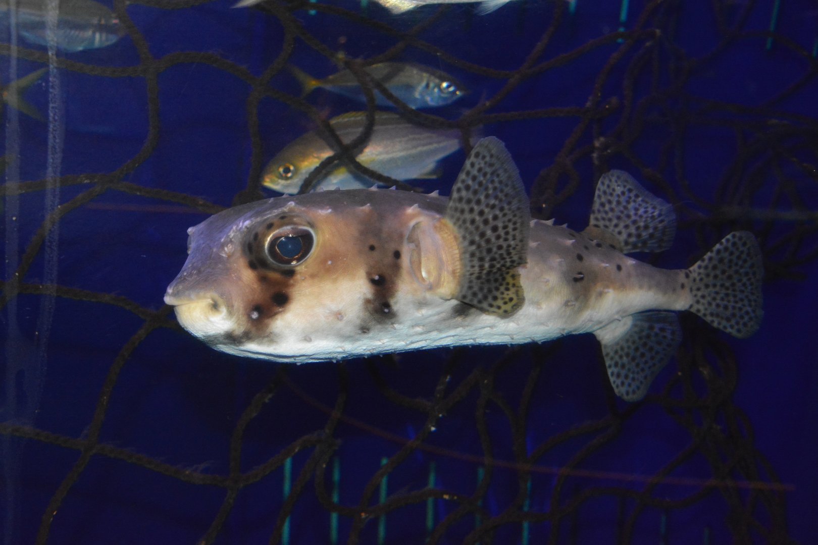 Spotfin burrfish (Chilomycterus reticulatus)