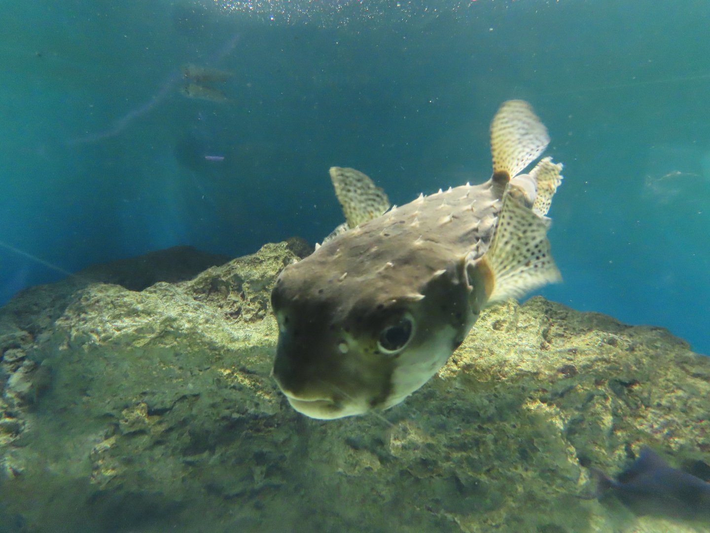 Spotfin burrfish(Chilomycterus reticulatus)
