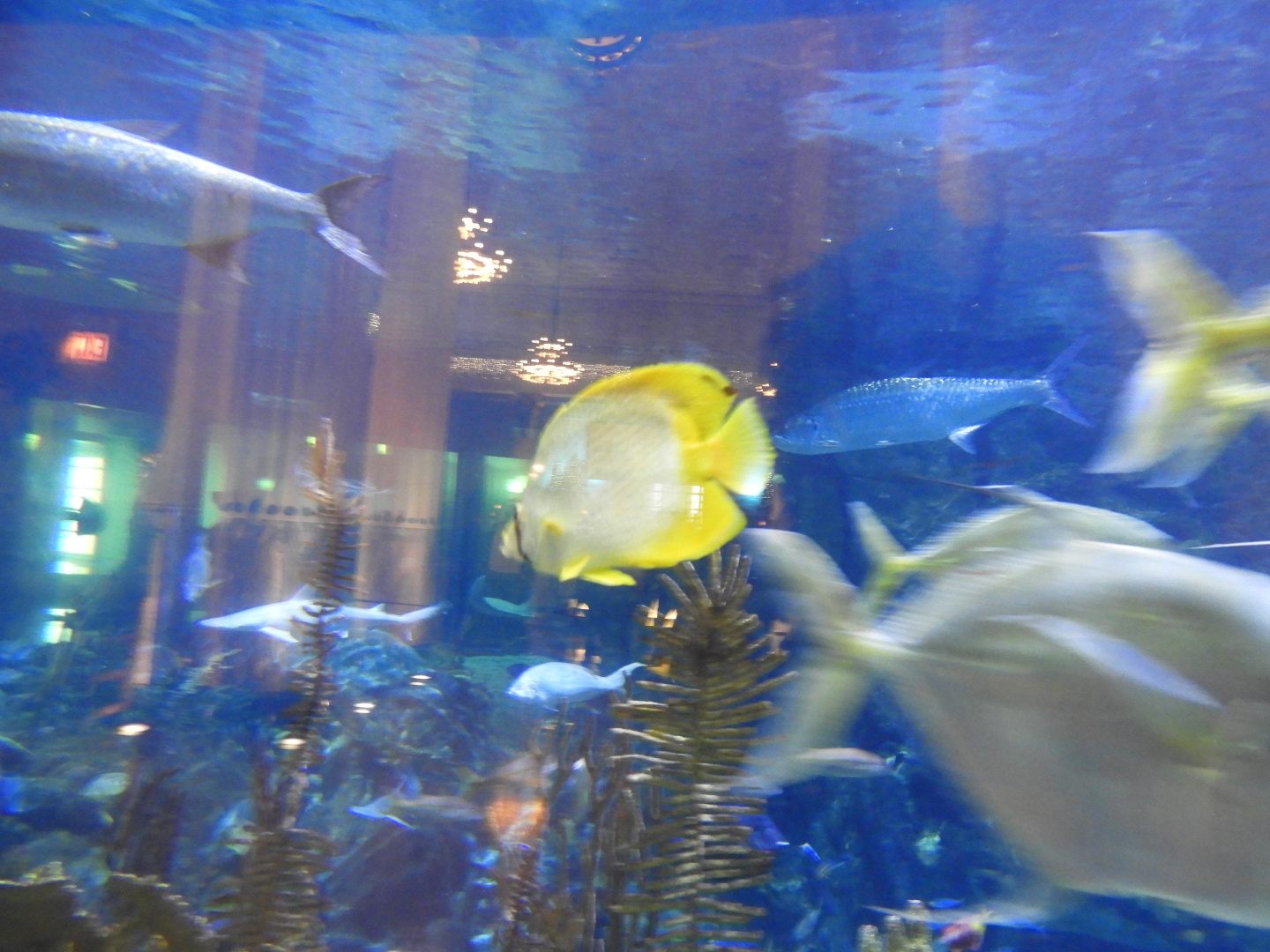 Spotfin Butterflyfish (Chaetodon ocellatus)