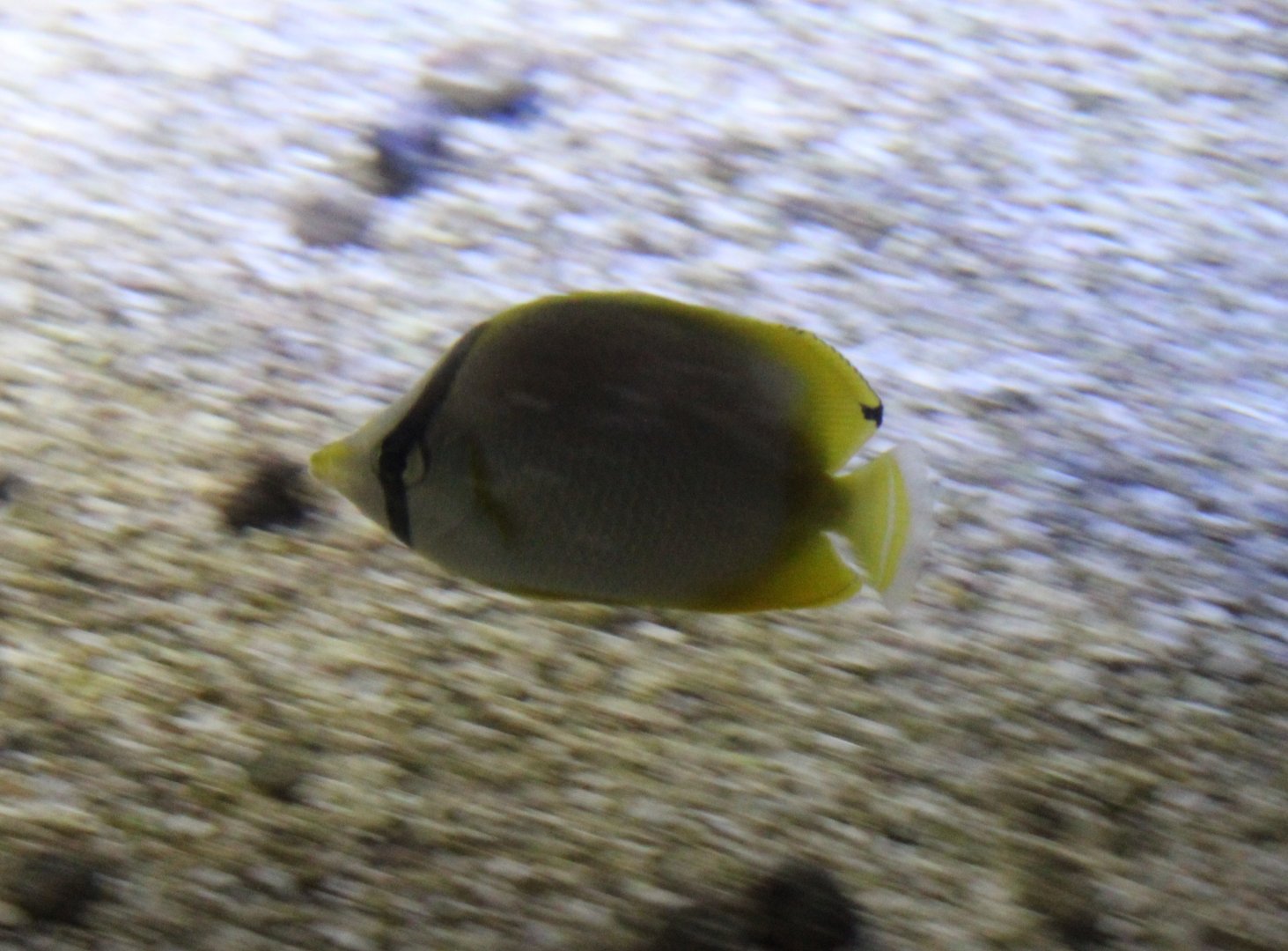 Spotfin butterflyfish - Chaetodon ocellatus