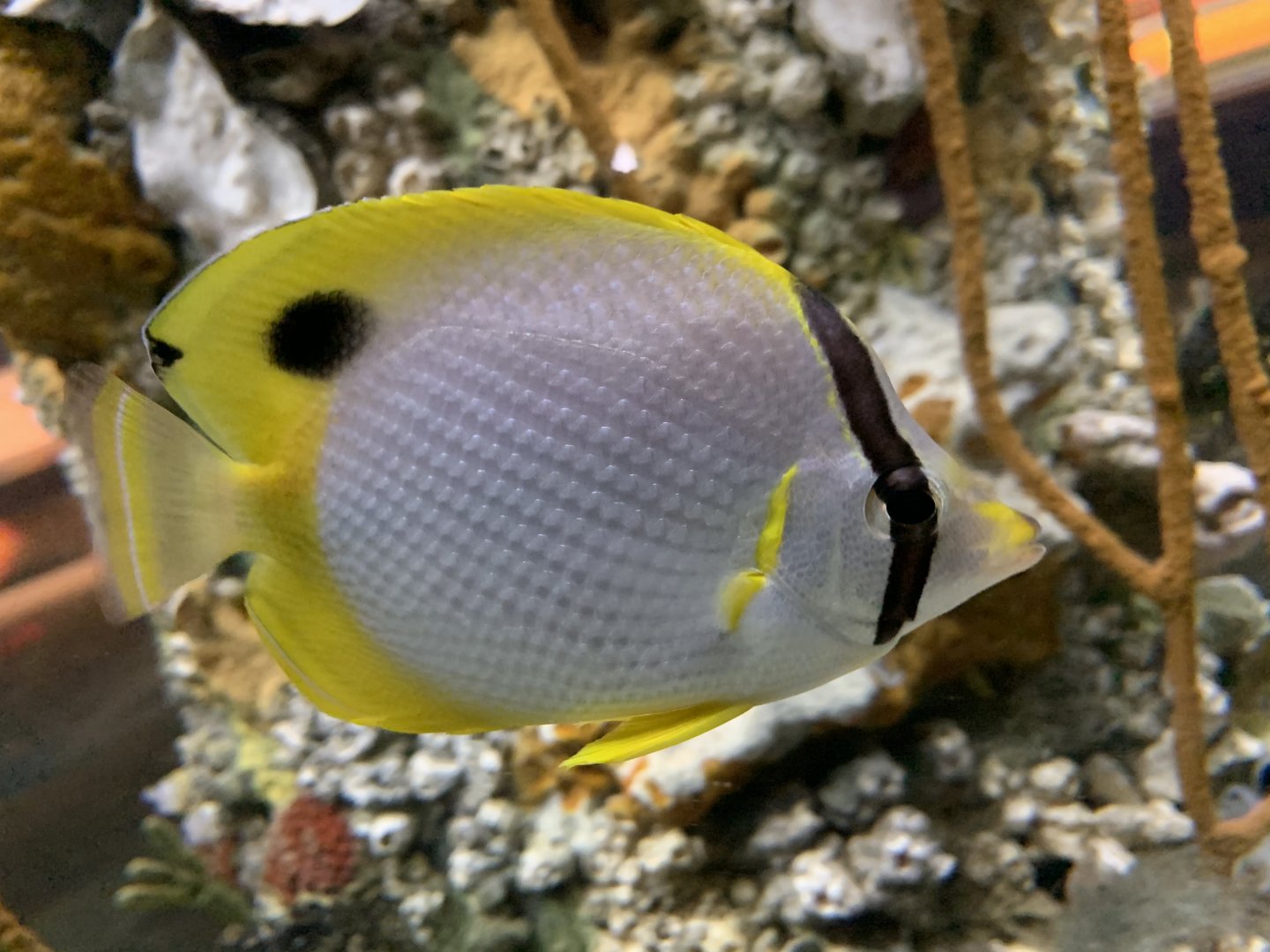 Spotfin Butterflyfish (Chaetodon ocellatus)