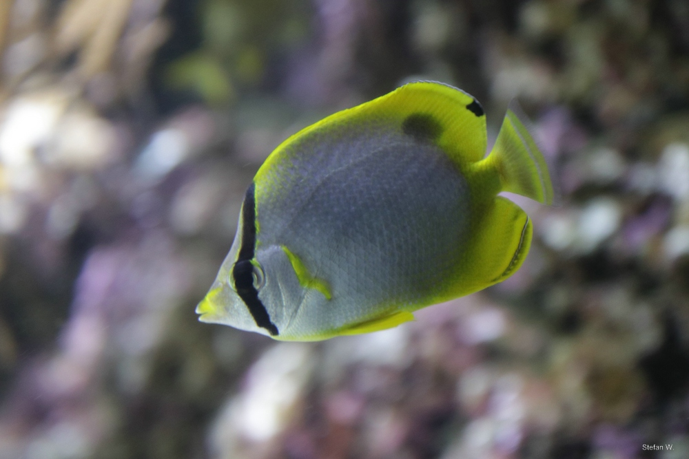 Spotfin butterflyfish (Chaetodon ocellatus)