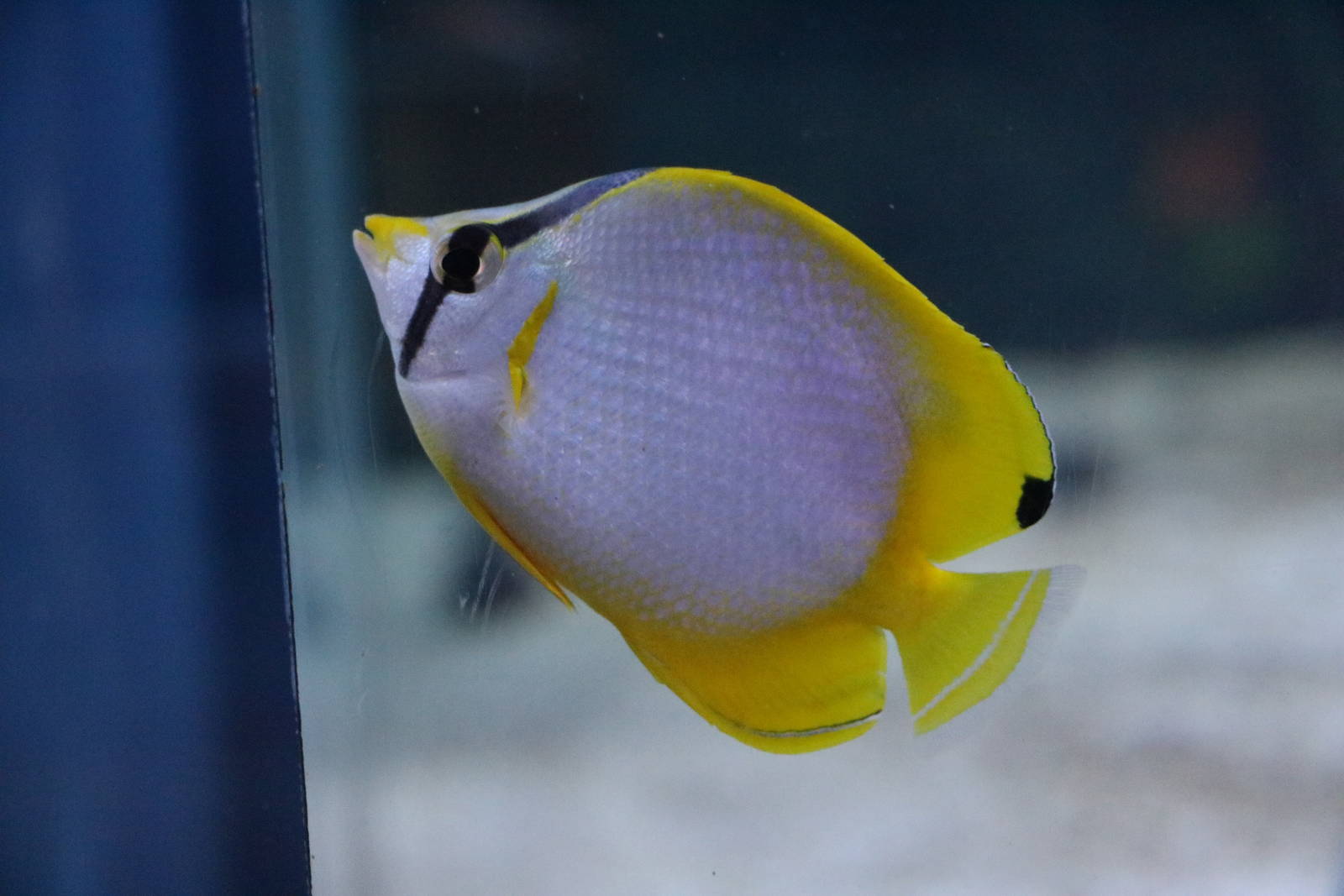 Spotfin butterflyfish, February 2016