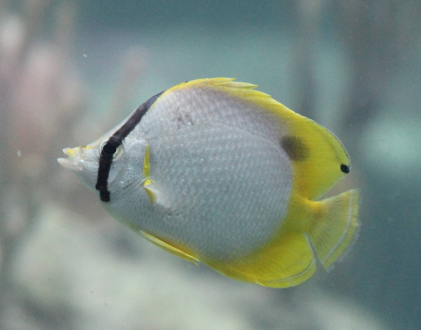 Spotfin butterflyfish