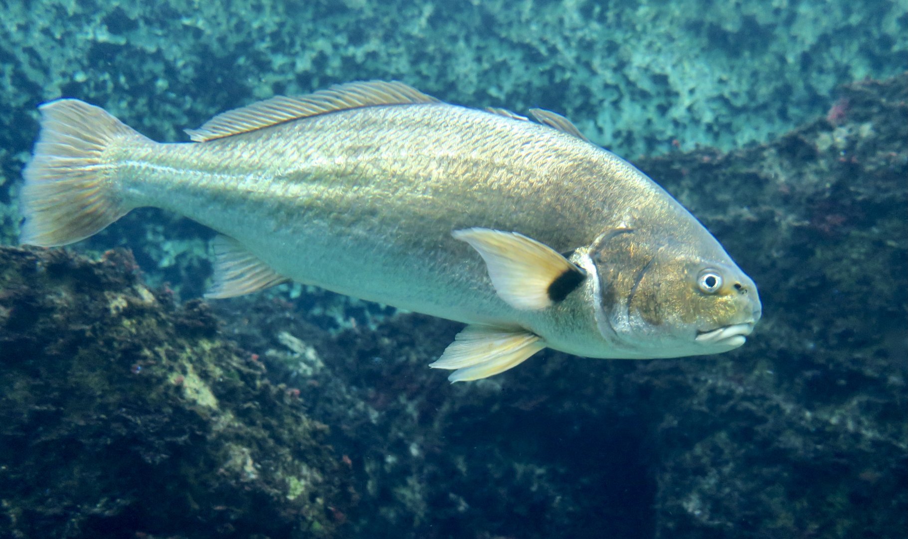 Spotfin Croaker (Roncador stearnsii)