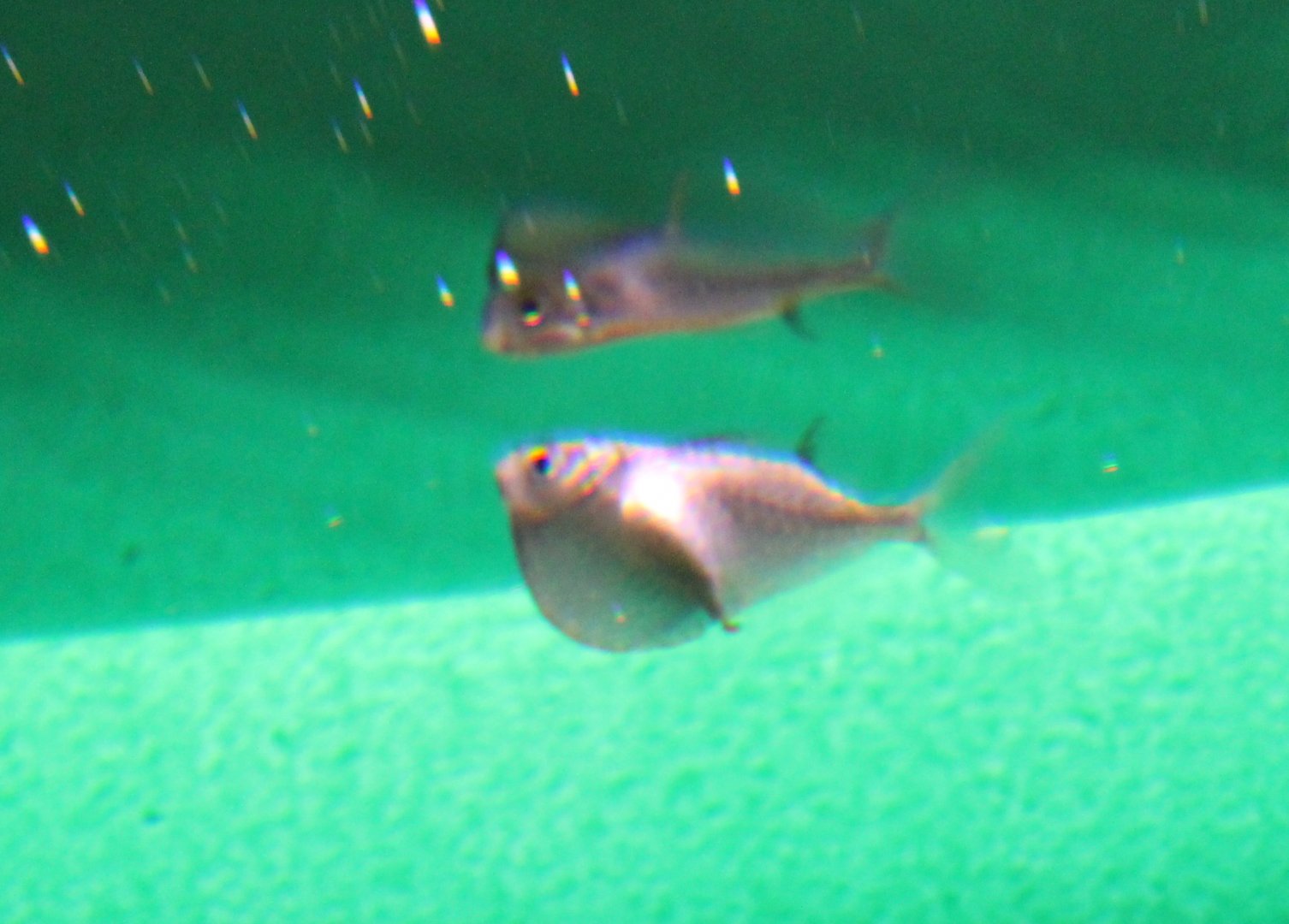 Spotfin hatchetfish - Thoracocharax stellatus