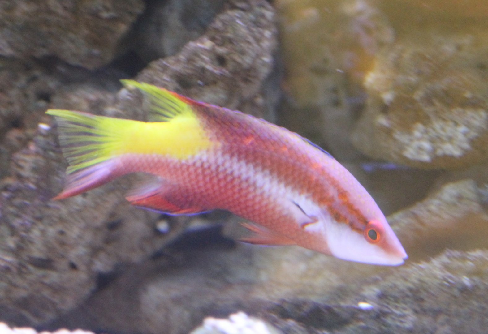 Spotfin hogfish - Bodianus pulchellus