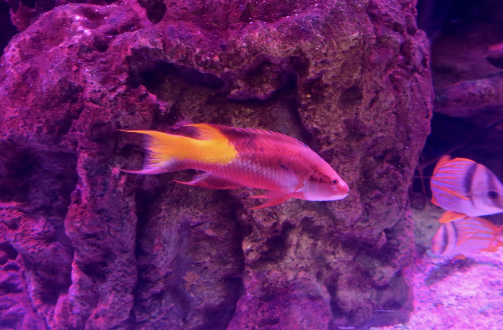 Spotfin Hogfish (Bodianus pulchellus)