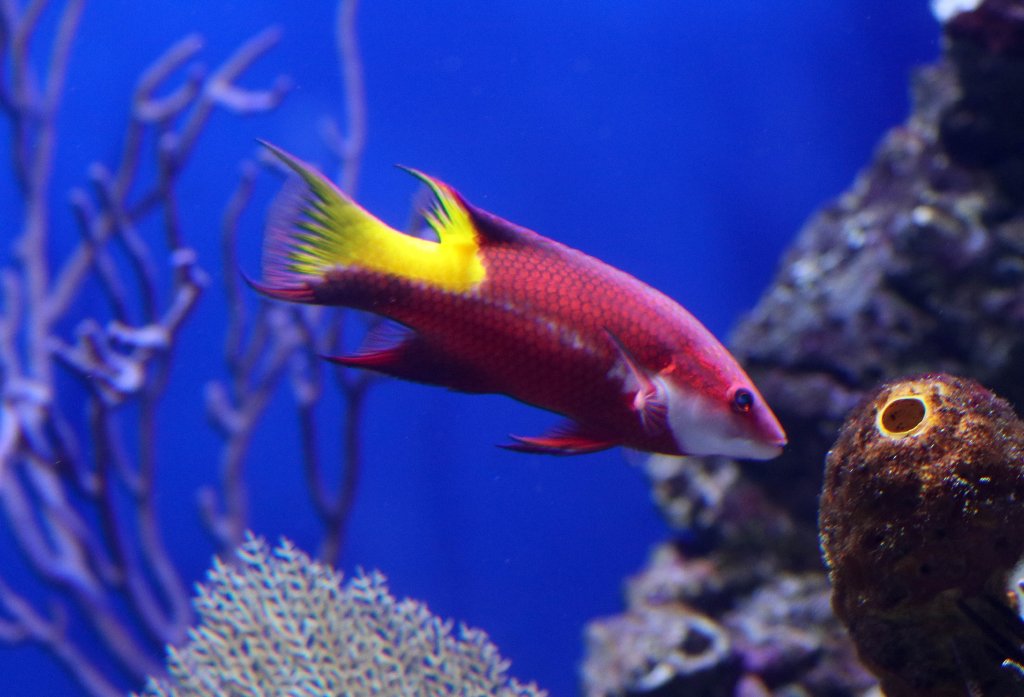 Spotfin Hogfish