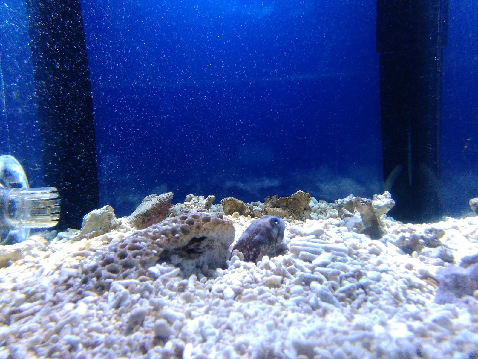 Spotfin jawfish